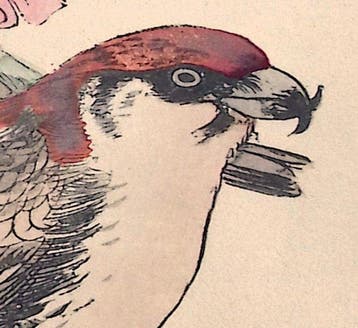 Two birds and a cherry tree - Imao Keinen  (1845-1924) -