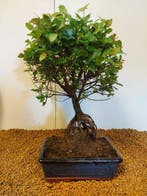 Sageretia bonsai (Sageretia theezans) - Hoogte (boom): 32 cm