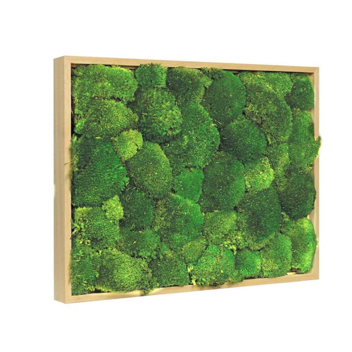 Mosschilderij Bolmos 60x60 cm Blank Hout, Huis en Inrichting, Woonaccessoires | Lijsten, Verzenden
