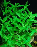 Floscopa scandens - In Vitro, Verzenden