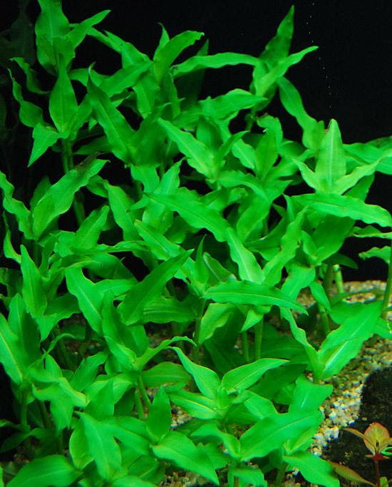 Floscopa scandens - In Vitro, Animaux & Accessoires, Poissons | Aquariums & Accessoires, Envoi