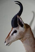 Uncommon Gerenuk from ROWLAND WARD Taxidermie wandmontage -, Nieuw