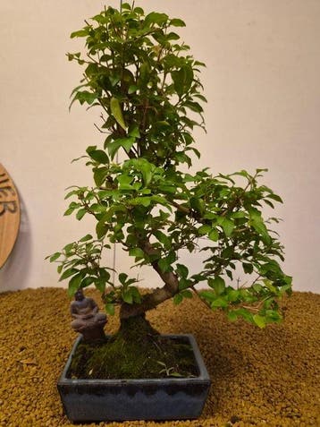 Liguster bonsai (Ligustrum) - Hoogte (boom): 45 cm - Diepte