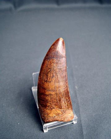 Dinosaure - Dent fossile - Carcharodontosaurus saharicus -