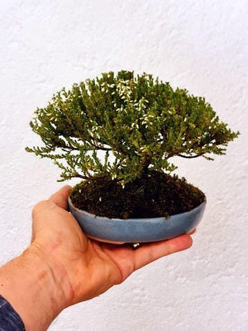 Brezo - Hoogte (boom): 13 cm - Diepte (boom): 20 cm - Spanje