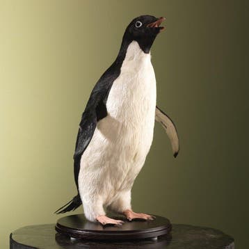 Pinguïn Taxidermie volledige montage - Pygoscelis adeliae -