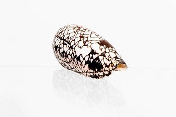 Hammer Musterung - patroon  Kwaliteit Fijn+++  Taxidermie
