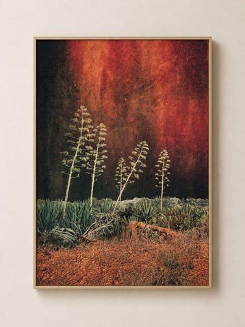 Susana Galbis (XX) - Mediterranean forest