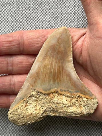 Megalodon-tand 10,0 cm - Fossiele tand - Carcharocles