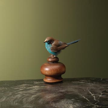 Blauwfazantje Taxidermie Opgezette Dieren By Max, Ophalen of Verzenden, Nieuw, Vogel, Opgezet dier