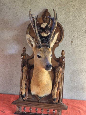 Siberische ree en Europese ree Taxidermie wandmontage -, Verzamelen, Nieuw