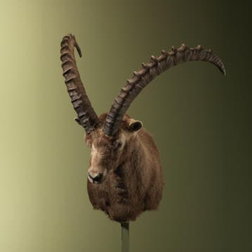 Alpensteenbok Taxidermie Opgezette Dieren By Max, Ophalen of Verzenden, Nieuw, Wild dier, Opgezet dier