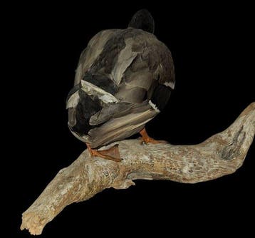 Germano Reale Taxidermie volledige montage - Anas, Nieuw