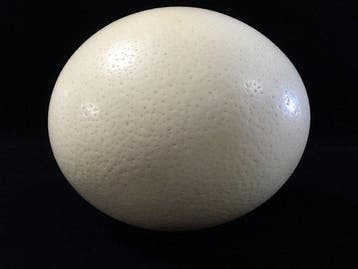 Autruche Œuf - Large Genuine Natural Ostrich Egg Shell