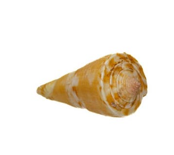 Conus voluminalis kegelslak – elegante verzamelbehuizing van, Nieuw
