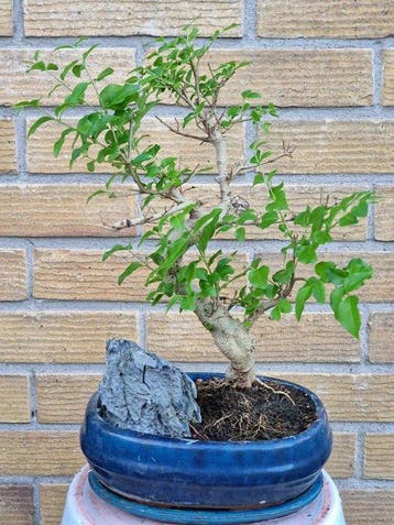 Liguster bonsai (Ligustrum) - Hoogte (boom): 27 cm - Diepte