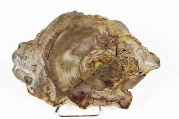 Versteend houtschijven - Gefossiliseerd hout - Dipterocarpus