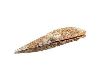 Edel-Pinna of nobele pen-schelp Skelet - Pinna nobilis - 0