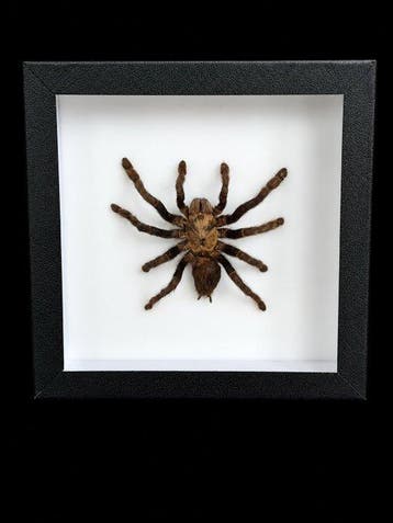 Spin Taxidermie volledige montage - Teraphosa - 15 cm - 15