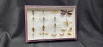 French antique dragonfly ex Berger collection - - Diorama -