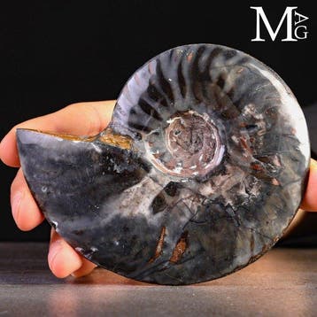 Fossile d’ammonite agatifié avec une minéralisation sombre