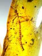 Birmese barnsteen - Barnsteen, Verzamelen