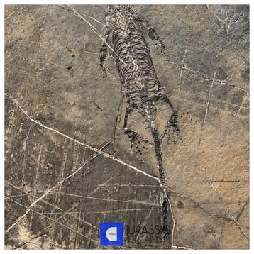 Fijnste Kwaliteit Jong Keichousaurus hui Vroeg-Trias
