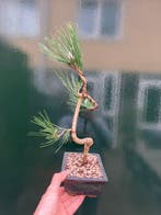 Bonsaï Pin (Pinus) - Hauteur (arbre) : 35 cm - Profondeur
