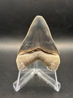 Megalodon - Fossiele tand - Otodus Megalodon - 4.79 cm -, Verzamelen, Mineralen en Fossielen