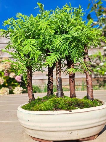 forêt de Métaséquoïa dans un pot de bonsaï - Hauteur (arbre)