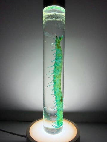 Scolopendra Pantser - Scolopendra subspinipes mutilans - 18