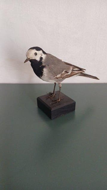 ballerine blanche Support de corps entier pour taxidermie -