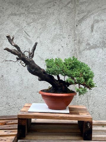 Bonsaï Genévrier (Juniperus) - Hauteur (arbre) : 36 cm -