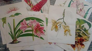 Flore des Serres - Tenbifolia lithographs with orchids,