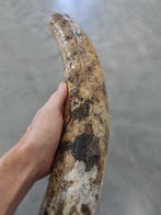 Mammouth laineux - Dent fossile - 570 mm - 80 mm, Collections