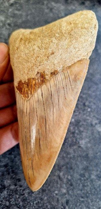 Mégalodon - Dent fossile - 13.1 cm - 8 cm