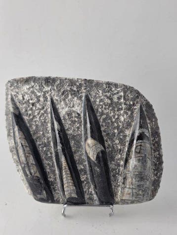 Set van 2 Orthoceras-fossielen – Marokko - Gefossiliseerd