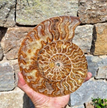Gefossiliseerd dier - Aioloceras besairie (Zonder