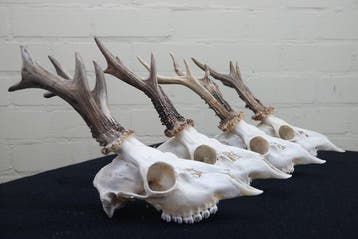 XL Roebuck Schedel - Capreolus capreolus - 0 cm - 0 cm - 0, Verzamelen, Nieuw