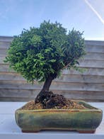 cipres bonsai - Hoogte (boom): 17 cm - Diepte (boom): 17 cm