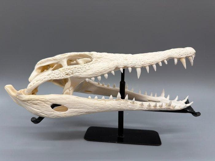 Nijlkrokodil Schedel van een reptiel - Crocodylus niloticus, Collections, Collections Animaux