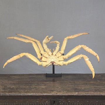 Rode Koningskrab Taxidermie volledige montage - Paralithodes, Verzamelen, Nieuw