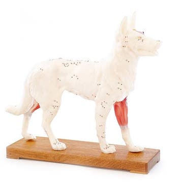 Hond accupuntuur model ST-ATM124, Verzenden, Nieuw