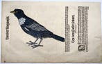 Conrad Gesner - First Issue - Ring Ouzel, bird - Folio with