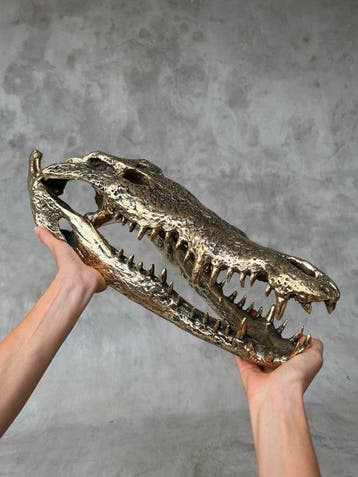 sculptuur, Large Saltwater Crocodile Skull fashioned in