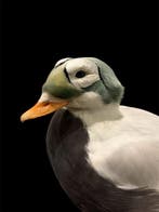 Eend Taxidermie volledige montage - Somateria fischeri - 45, Nieuw