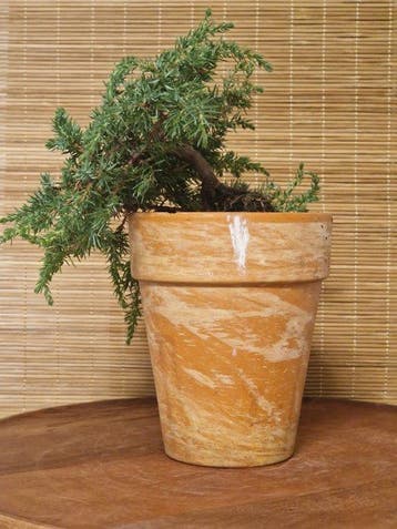 Jeneverbes bonsai (Juniperus) - Hoogte (boom): 11 cm -