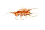 Oranje spider conch $$$ prachtige oranje kleur binnen $$$, Verzamelen, Nieuw