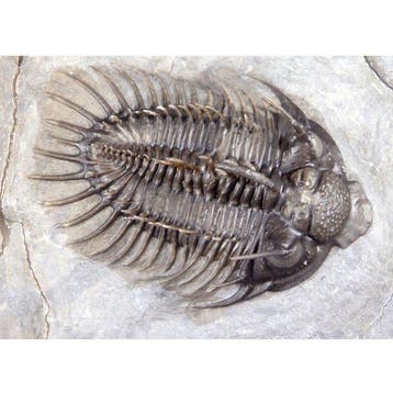 Trilobite épineux - Carapace fossilisée - Comura bultyncki -