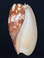 Zeeslak Zeeschelp - S-157 MELO AMPHORA (Zonder minimumprijs)